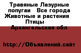 Травяные Лазурные попугаи - Все города Животные и растения » Птицы   . Архангельская обл.